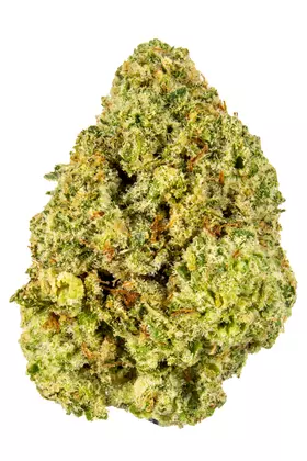 Godzilla Cannabis Strain UK